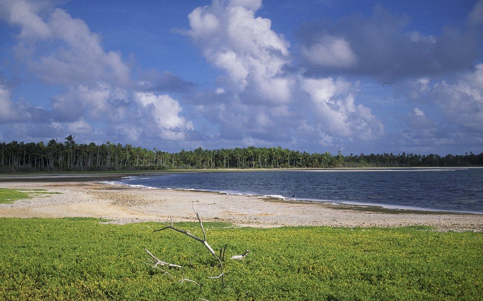 Sandy beach curves along a palm-lined lagoon under a cloudy sky in Kiribati